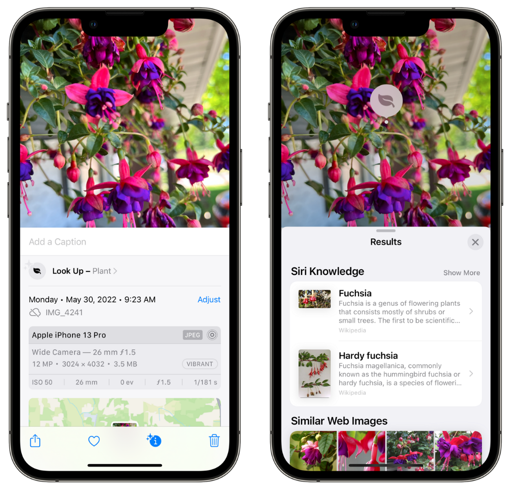 莱城苹果手机维修分享小技巧：使用 iPhone 相机识别花卉植物 